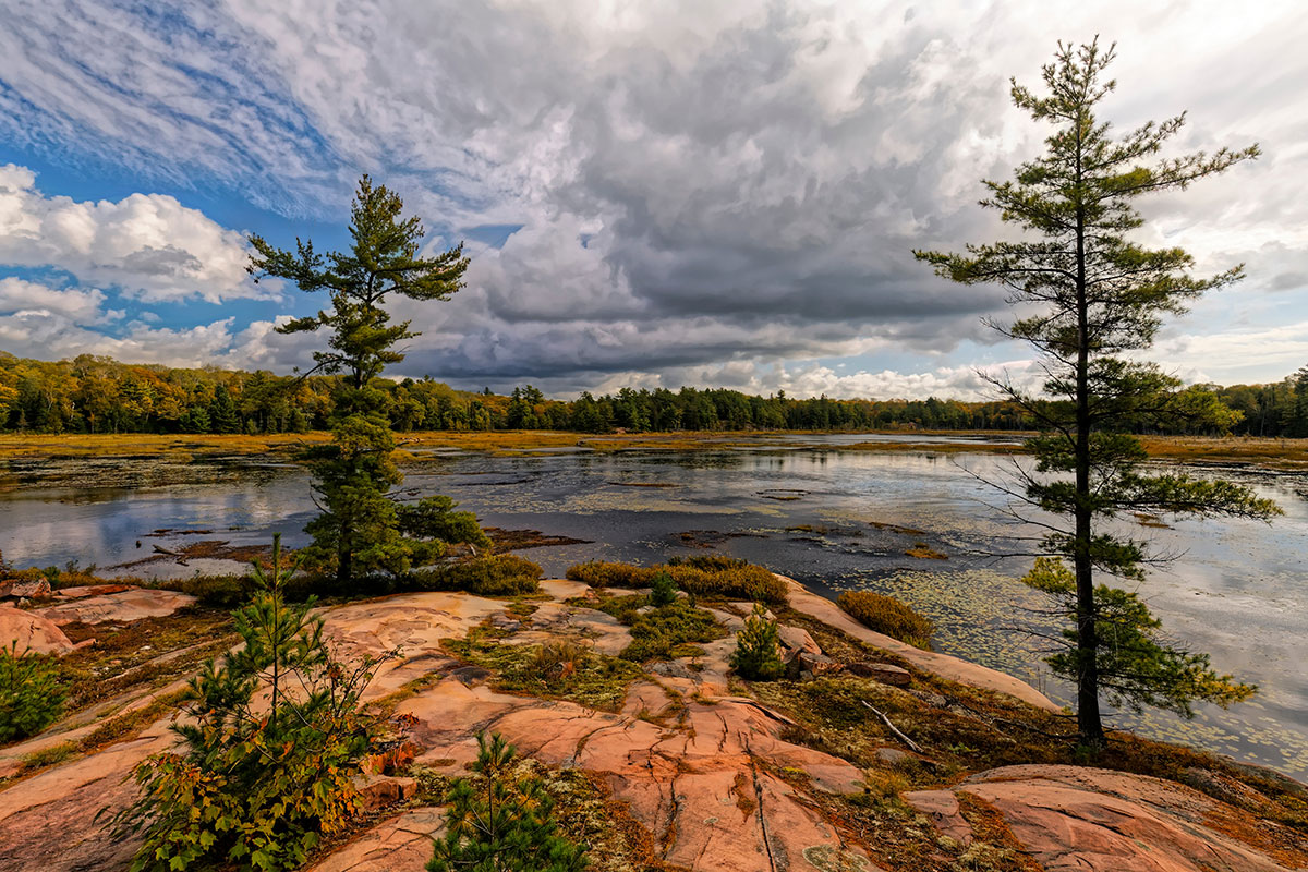 Landscape of a wetland