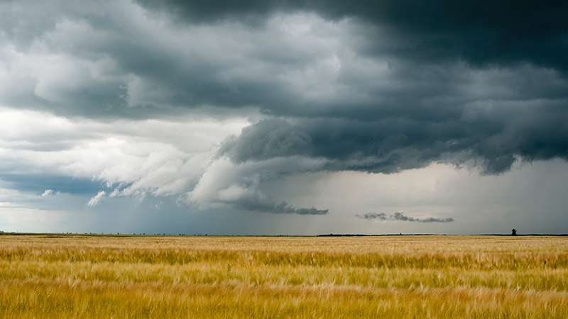 stormy field of crops