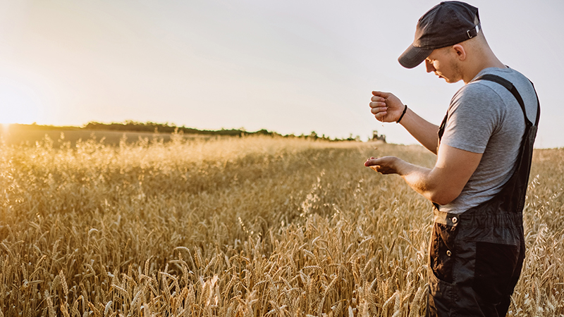 A man sifting grain in his hands in a wheat field