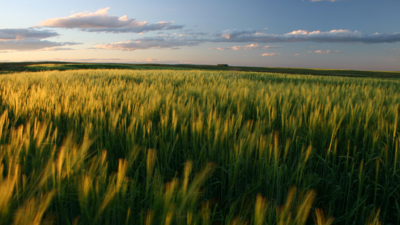 A wide yellow and green field with a pink and blue sky 